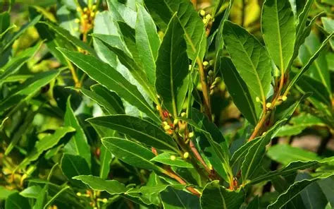 Les plantes aromatiques et la santé. Le laurier commun