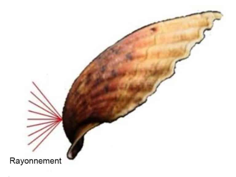 Coquille Saint-Jacques